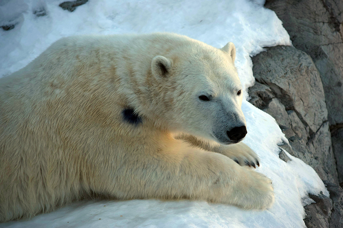 Polar Bears - Profile Pic - York.jpg (817 KB)